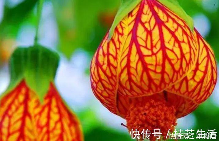 几款花卉超好养的,只要给水就疯长,一天一个样,美极了