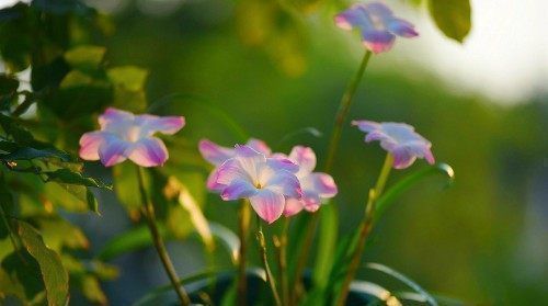 小球|一种可爱美丽的花卉盆栽,很好种,三天就能开花,耐热耐寒,深受喜爱