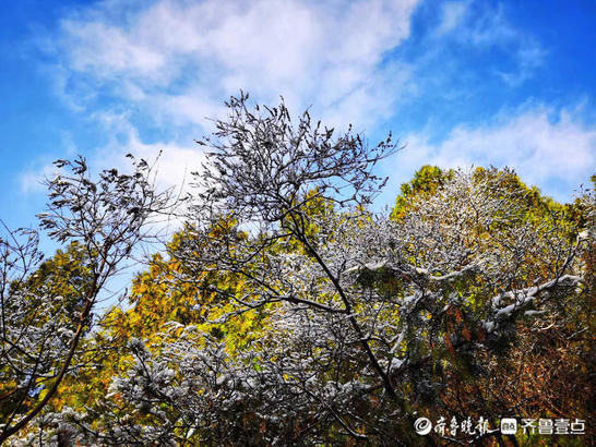 老年|大美!济南鲍山公园雪挂枝头,黄昏落日惊艳了初春