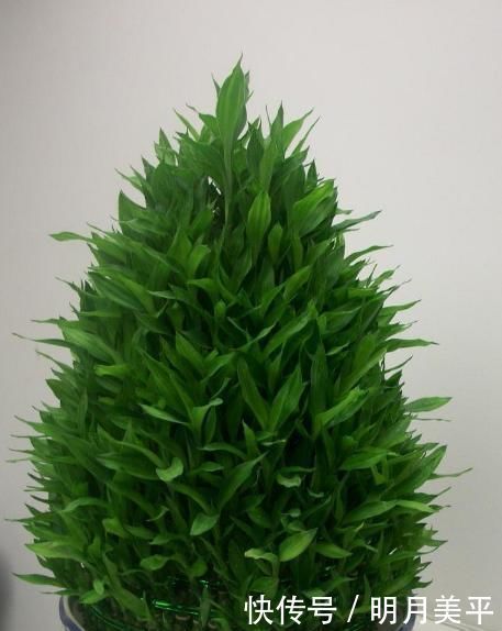 这3种花最爱“吃醋”,1月1斤醋,叶片翠绿“长疯了”