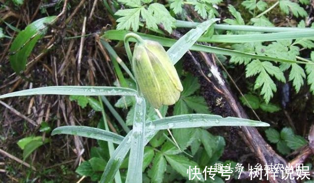 巫师|告诉家乡人,山中遇见此草,请别摘掉,目前1000多元一斤