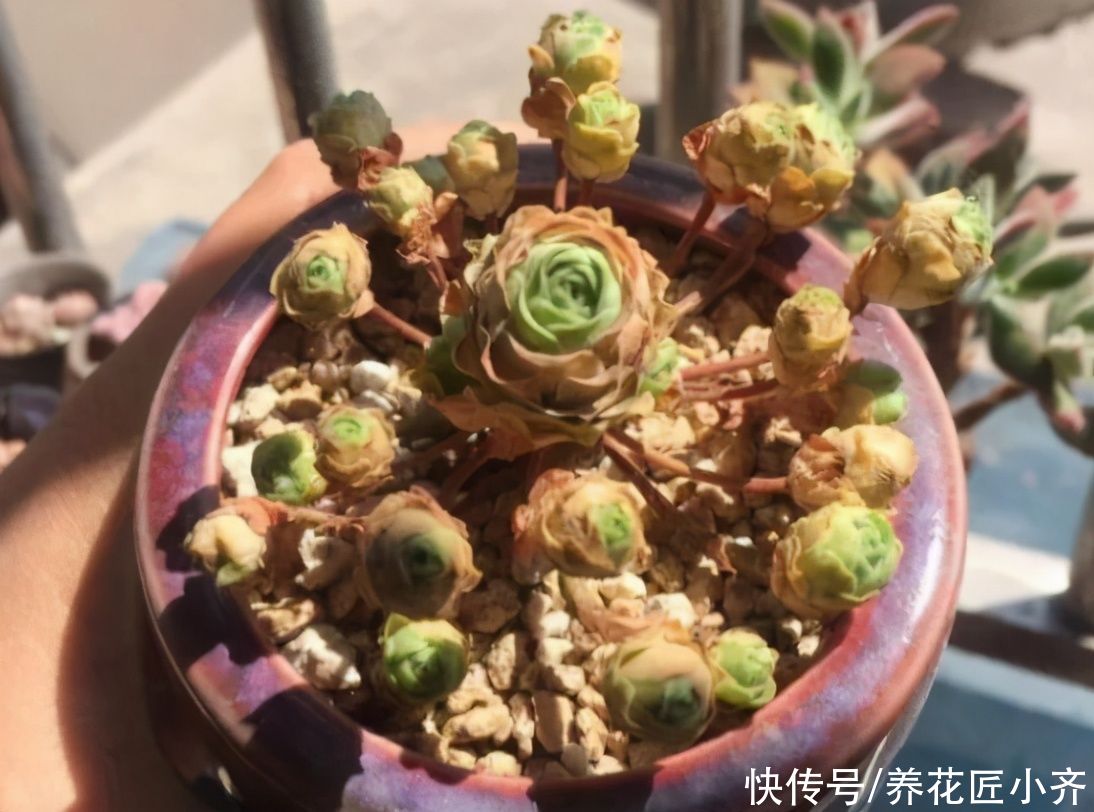 新手买多肉，3种多肉不要买，买到手养不活，浪费时间和金钱