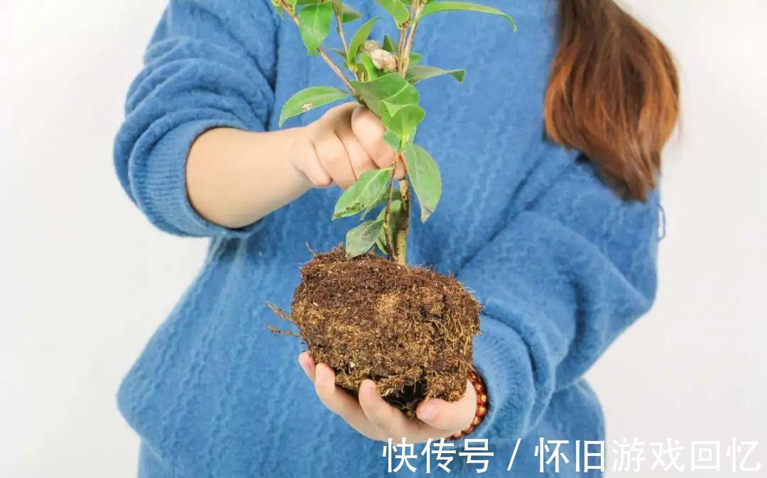 这花不能换盆,现在一动土,小命不保!