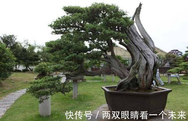 松柏类|3种名贵盆景山上遍地有,教你养护技巧,个个价值高造型佳