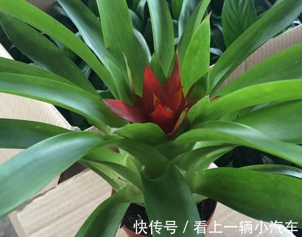 客厅养上3种花,大气上档次,空气清新,观赏性高,试试吧