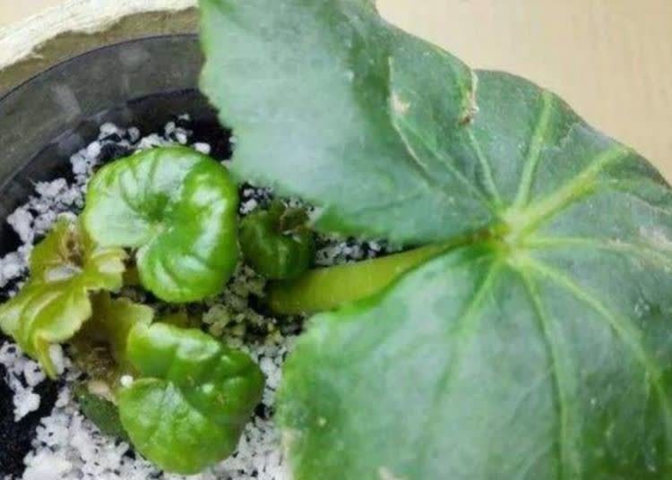 喜欢养花,不如试试这几款,给点阳光就灿烂,超级好养