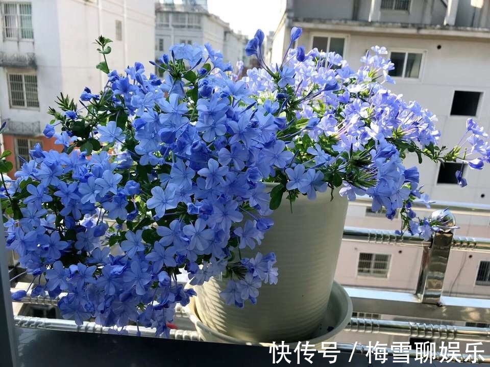 蓝雪花|九月中旬，1种花“长势猛”，剪一茬、开一茬，满枝都是花苞