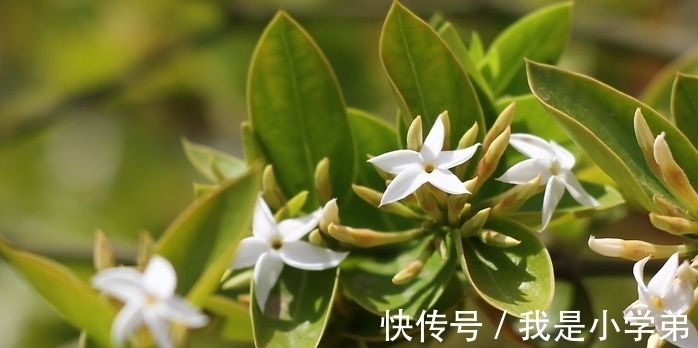 富贵花|几种“富贵花”,除夕后要多养,寓意大富又大贵,奶奶都说好的花