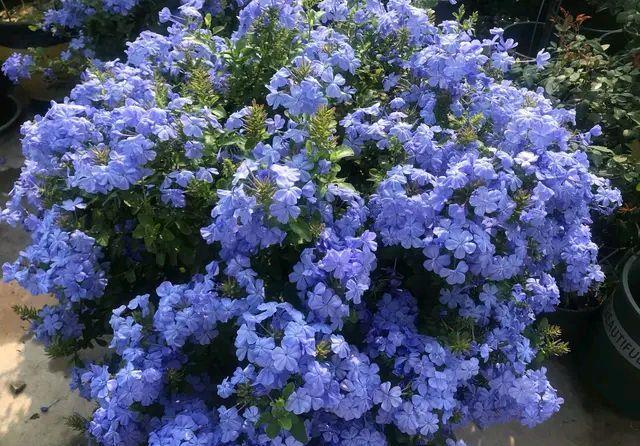 漂亮|6种漂亮花,夏天不怕高温,暴晒,越晒花越多,花开爆盆小半年