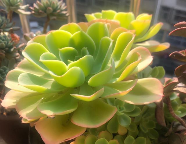 其实它是柠檬玫瑰多肉品种,拿来送人简直不能再好!