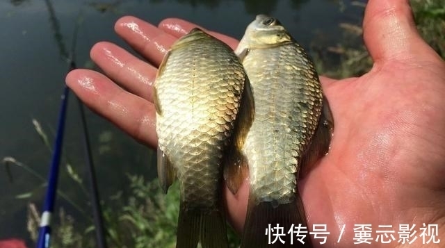 降温天鱼口轻,钓灵好还是钓钝好?这几个重点圈起来要考!
