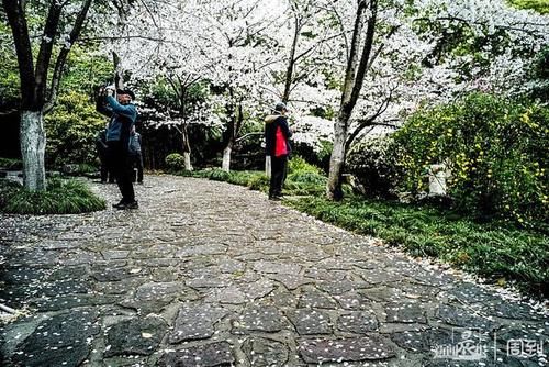 晨镜头|又是一年樱花季，赶紧来鲁迅公园邂逅一场樱花雨 | a5200