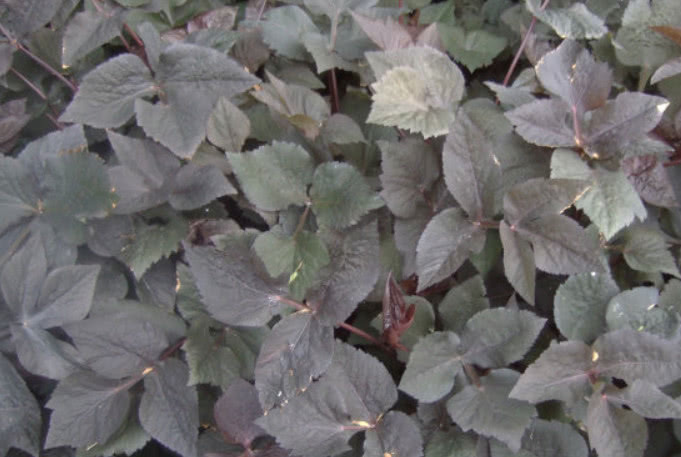 营养|这种野菜营养非常丰富,但是吃过的人不多,不知道你有没有见过呢