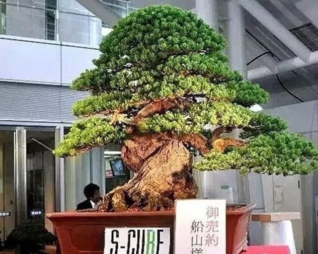 名贵植物排行,令人大开眼界!