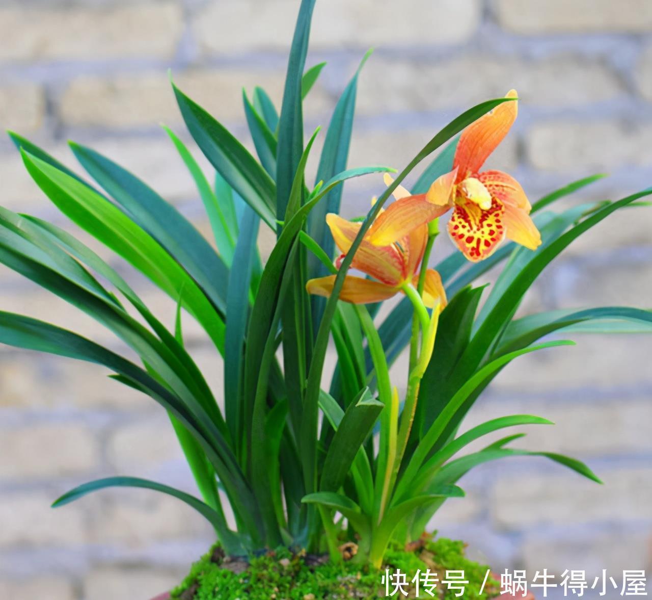 根系|想让兰花早发芽，这“三位置”留点水，催出一圈苞，绽放层叠群兰