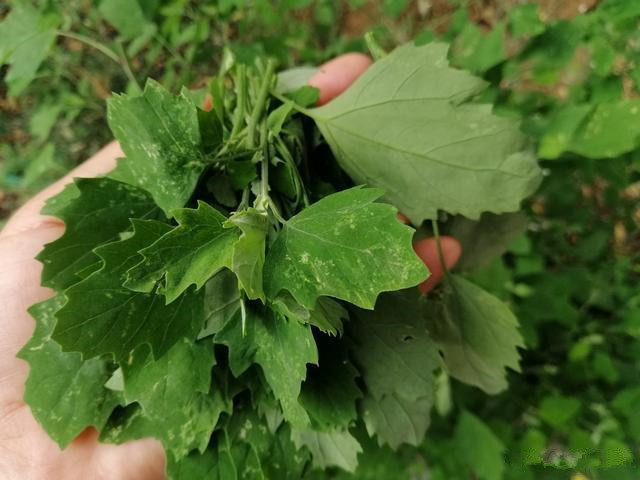 免费|人没老,腿先老!路边的“天然钙库”,补钙比鸡蛋强太多,还免费
