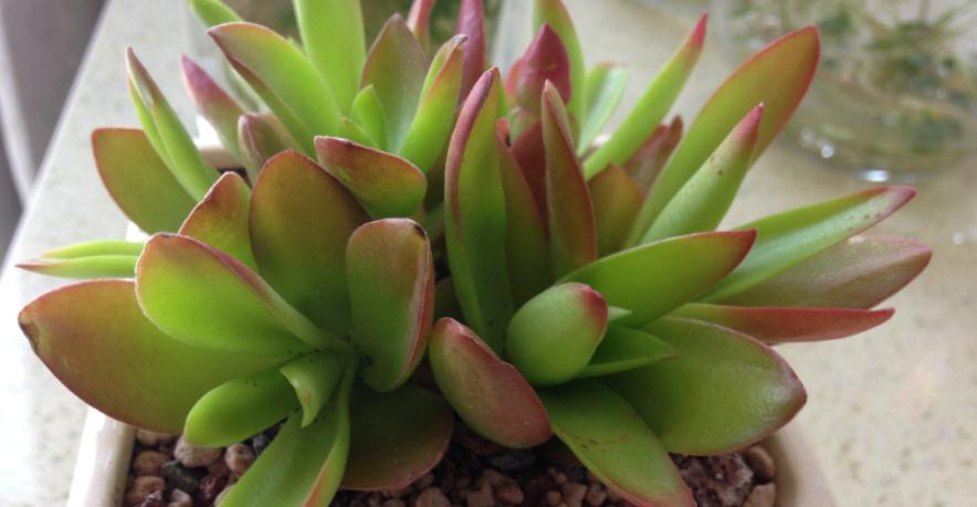 怎么将多肉火祭养得“红红火火”?注重这些技巧,不难