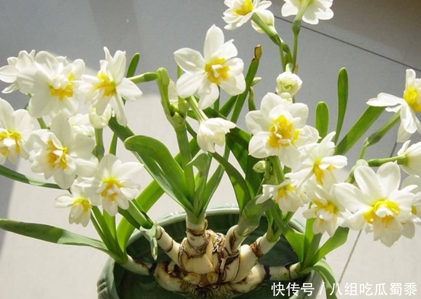 春节期间,国人为什么都爱养“水仙花”?