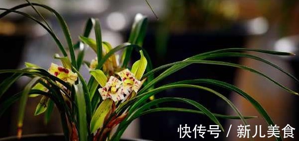 兰花总是烂根不开花,其实跟花盆有很大的关系,新手涨姿势了