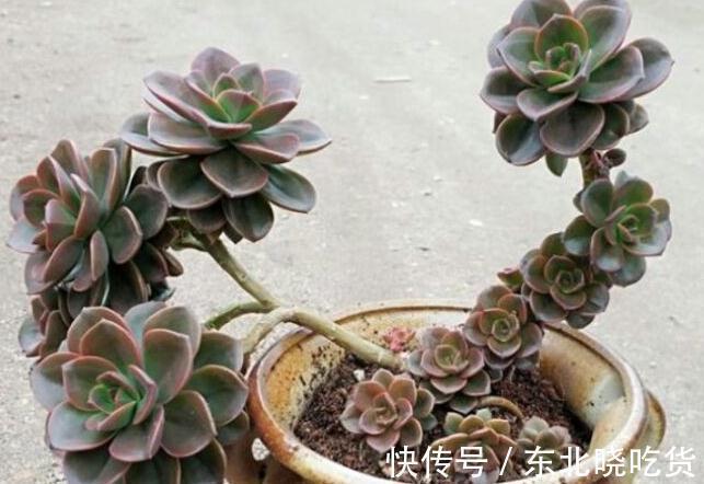 烂根|花盆又高又深怎么养多肉,方法来了,不烂根颜值高