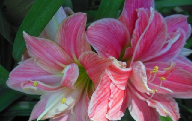 种球|此球根花卉美丽非凡,简单好养,年年都可开花,现在种还不晚