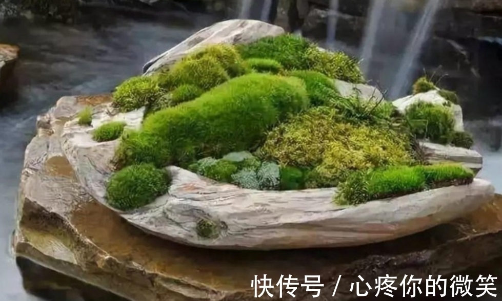 植物|山上3种“植物”，做成小盆景，趣味盎然，观赏性强