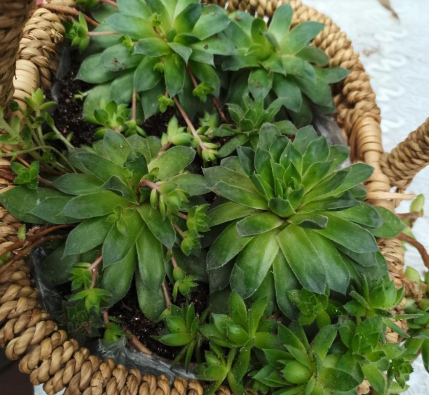 生根|适合夏天养的多肉，养一盆“爆”一盆，生根特快