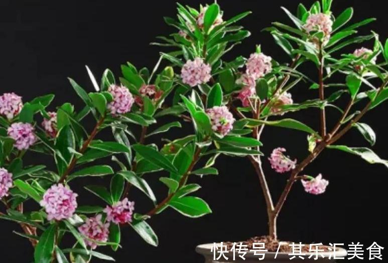 客厅养这些花真的很幸福,因为开花太香了