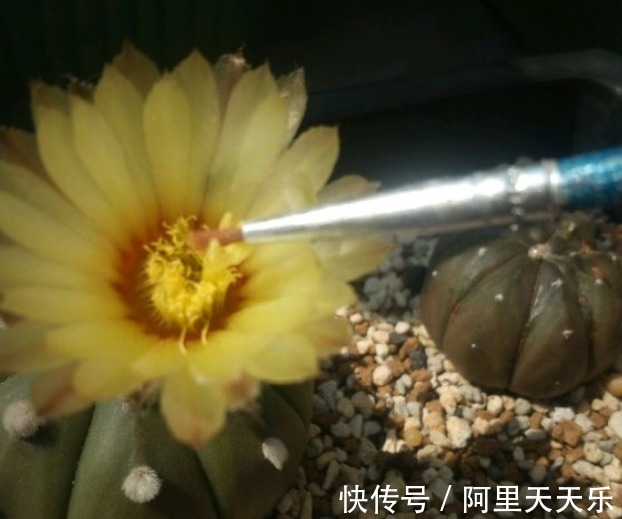 开花的仙人球,刷一下、结籽千千万,撒土里冒一盆苗!