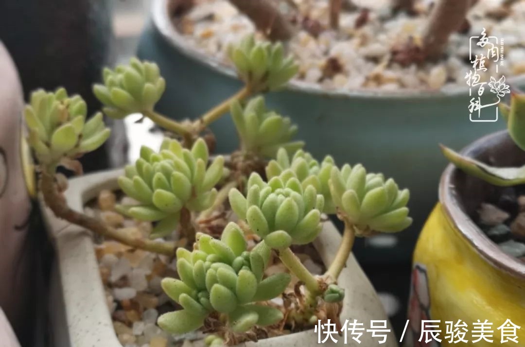 蓝苹果|经历一个夏天的摧残,方知皮实好养的多肉才是真爱!