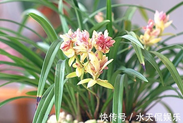 紫砂|“兰花”怎么养做好5点,叶子油绿,开花多,又香又好看!