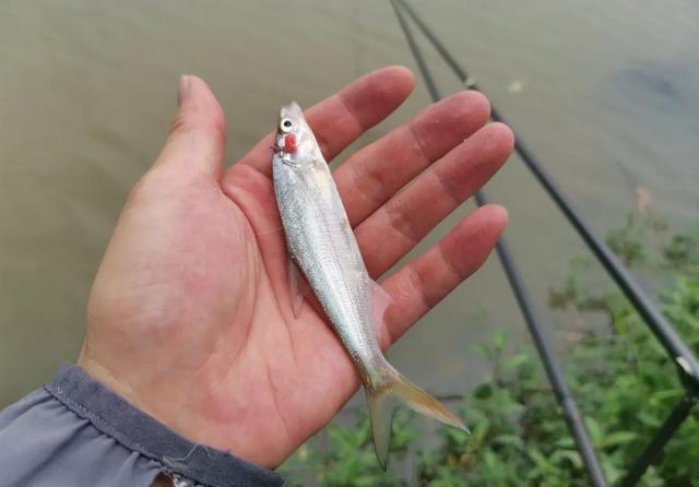 饵料|跟着大师学钓鱼,越学越钓不到鱼?我来告诉你几个真相