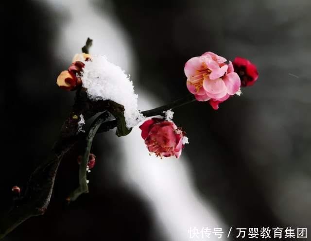 节气|【知节气·迎大雪】万婴幼儿园节气宝贝来了