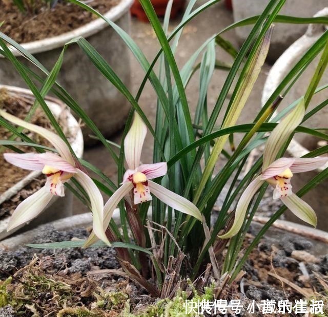 枫树|5种花扔外头,越下雨开得越好,超漂亮!5种花扔外头,越下雨开得越好,超漂亮!