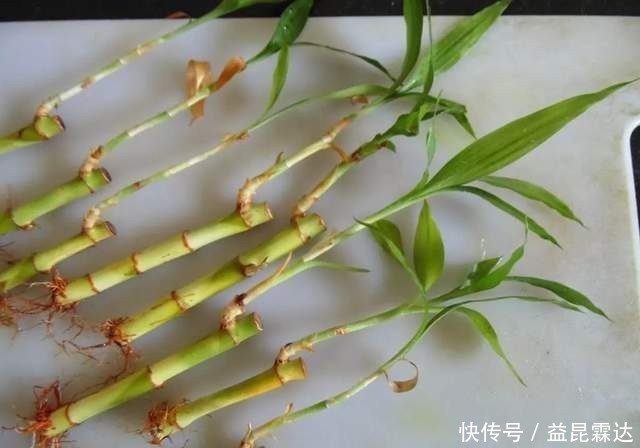 这6种花不用花钱买,随便切一刀撒到盆里,落地生根,变出很多盆