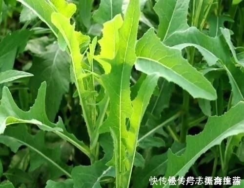 黄金|以前农村喂猪的，原来它的药用价值那么高，现在黄金都很难买