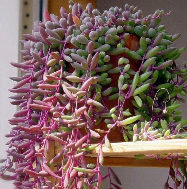 多肉|5种“多肉”超好养,1月就爆盆,长长垂下来,变成“肉爆布”!