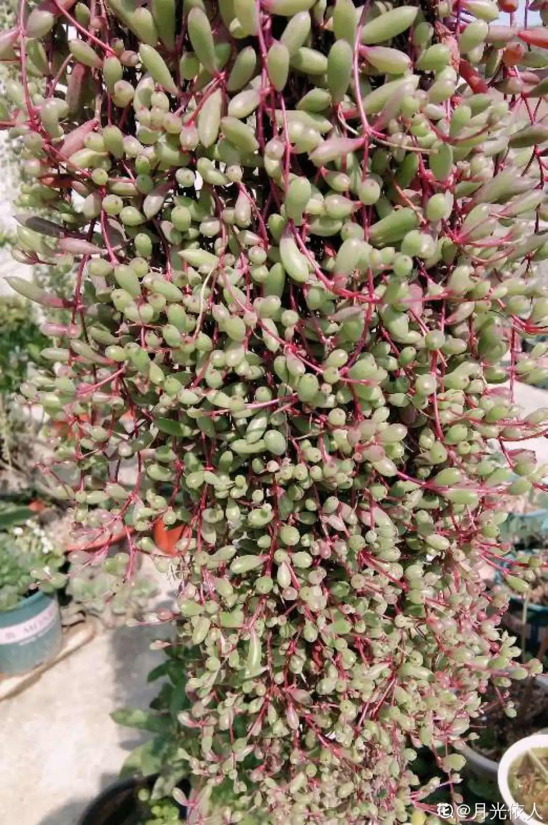 折腾不死的25种花,咋养都爆盆,家里必须养!