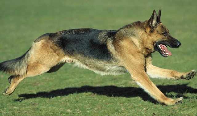 10岁中国黑背军犬,执行任务牺牲,部队给予最贵规格大葬