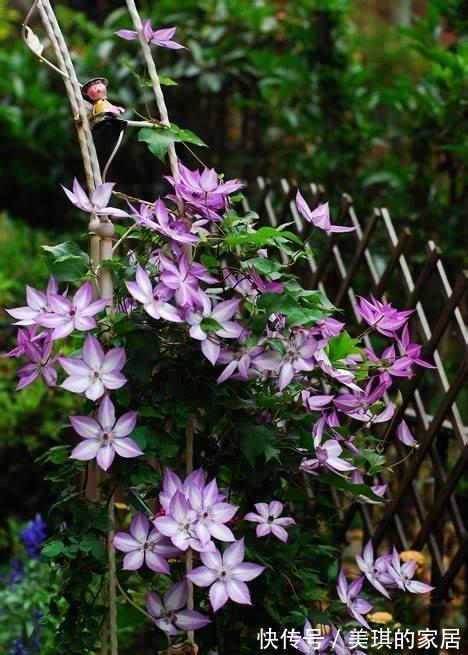 紫藤花|养花试试这几款，花色艳丽，观赏大气，几乎每个人都喜爱