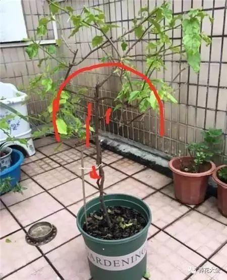 长寿月季花后赶紧剪一刀,剪完就开花,一直剪一直开!