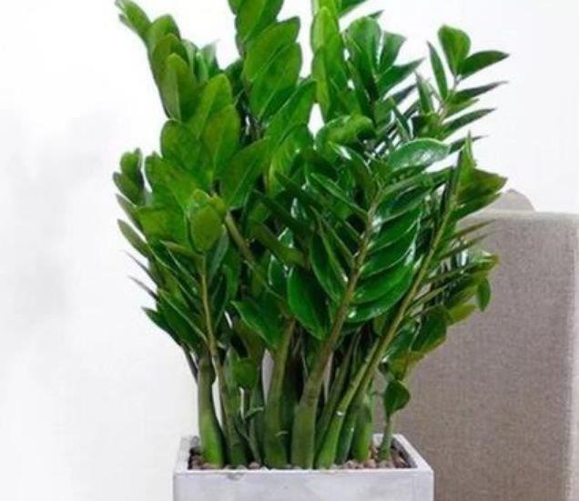 家养此款花卉,开花勤爱爆盆,从年头旺到年尾,红火财运到!