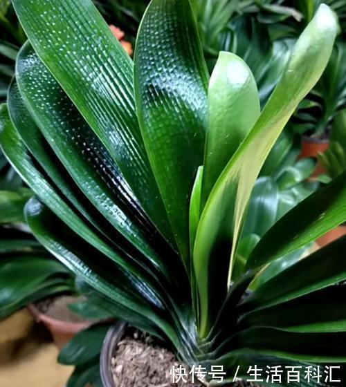 君子兰总活不过夏天,这3个方面没有做好,每一个都很致命