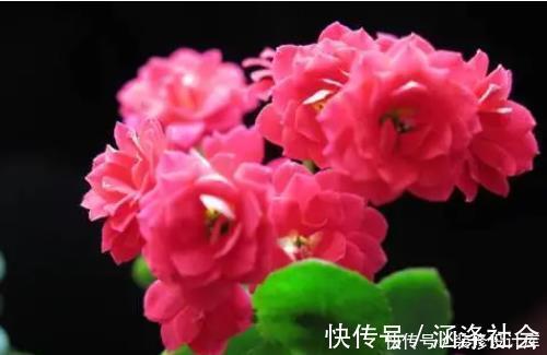 营养液|2种东西埋盆里,长寿花呼呼长,开花满盆