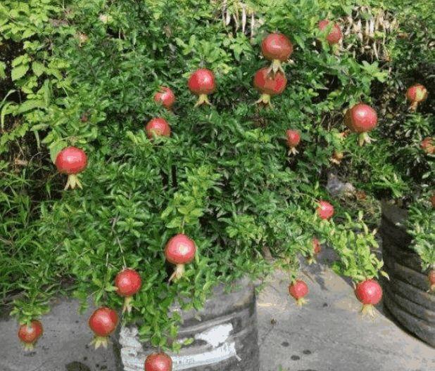 石榴|2种水果吃完籽别扔!藏土里7天发芽,来年观叶又收果