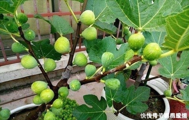 生根|这“2种”水果，剪根枝条插土里，15天生根，2年结果，果子吃不完