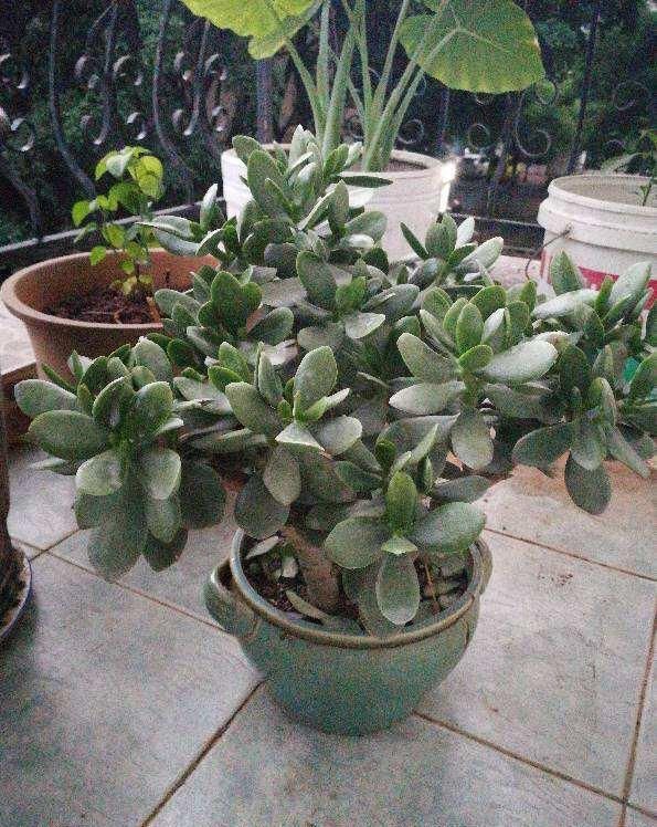 这花就得趁现在,剪完施肥,根长得手指粗