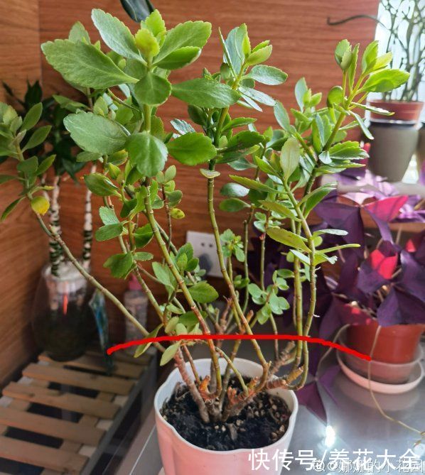 蟹爪兰|立秋后，7种花要“苏醒”，可以放手养了