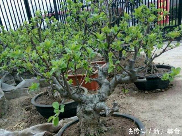 冬红果老桩也可以制作成盆景,还能结满红色诱人的红果子