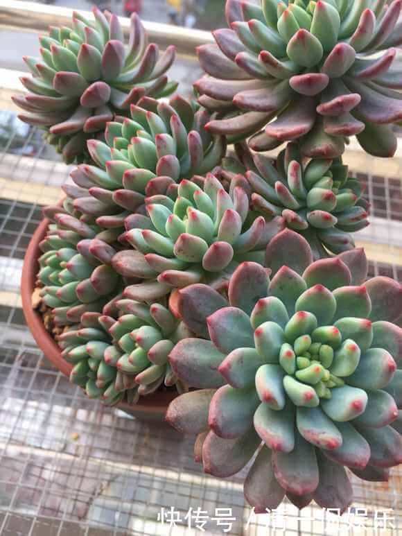 多肉|盆里加把灰，多肉一个月胖一圈，答案在这，其实很简单
